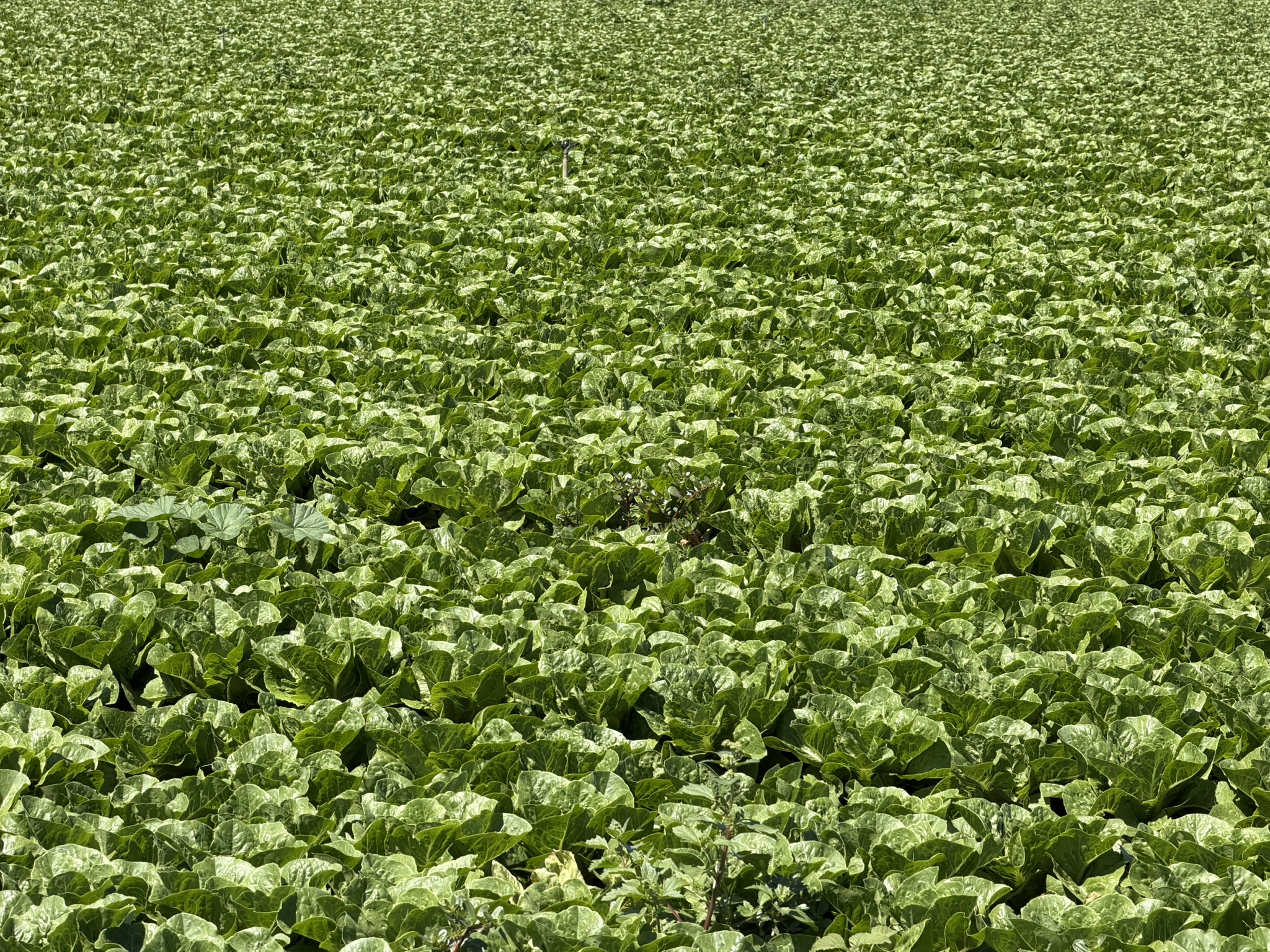 Local Agriculture Law Firm Launches Website to Help Growers with Recalls